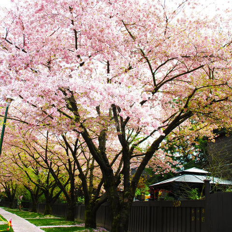 Akebono Cherry Tree