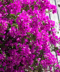 Alexandra Bougainvillea