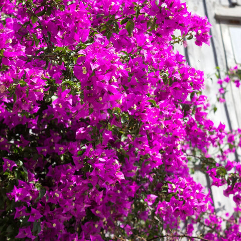 Alexandra Bougainvillea