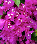 Alexandra Bougainvillea