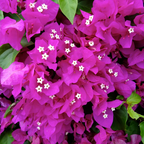 Alexandra Bougainvillea