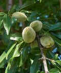 All-in-One Almond Tree