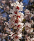 All-in-One Almond Tree