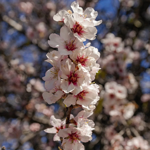 All-in-One Almond Tree