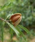 All-in-One Almond Tree