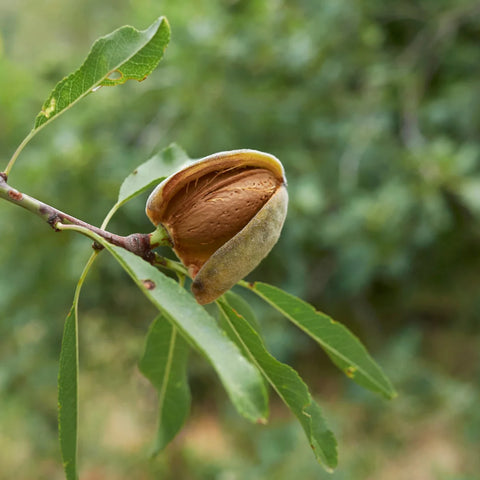 All-in-One Almond Tree