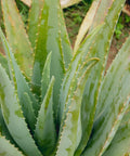 Aloe Vera Plant