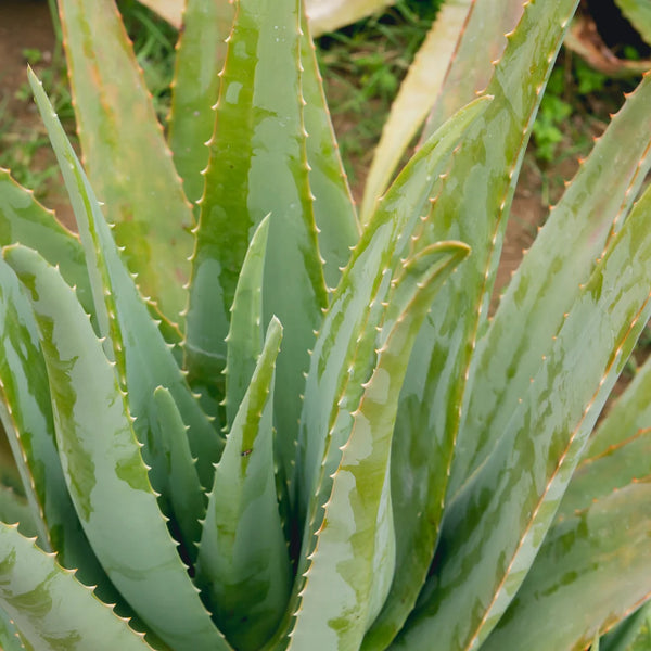 Aloe Vera Plant