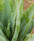 Aloe Vera Plant