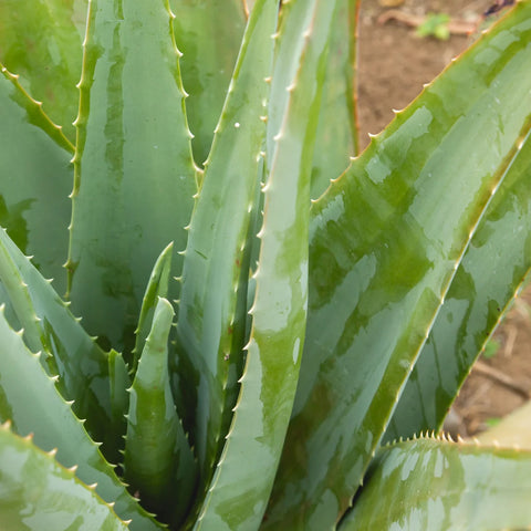 Aloe Vera Plant