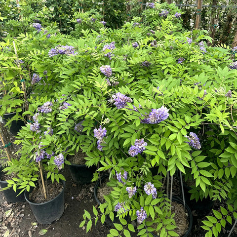 Amethyst Falls Wisteria Staked