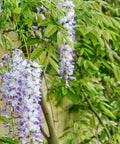 Amethyst Falls Wisteria Staked