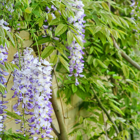 Amethyst Falls Wisteria Staked