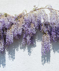 Amethyst Falls Wisteria Staked