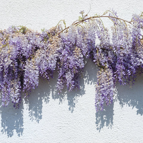 Amethyst Falls Wisteria Staked