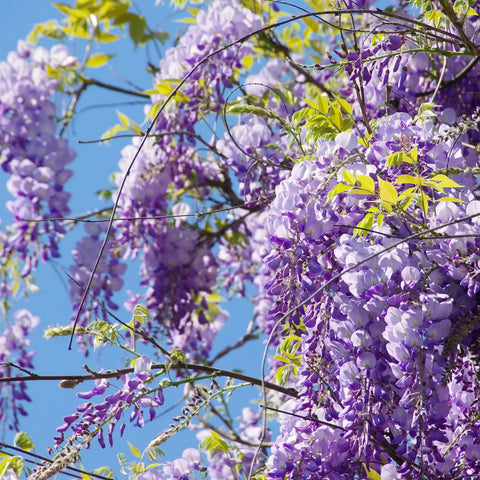 Amethyst Falls Wisteria Staked