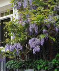 Amethyst Falls Wisteria Staked