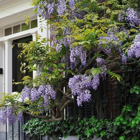 Amethyst Falls Wisteria Staked