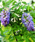 Amethyst Falls Wisteria Vine