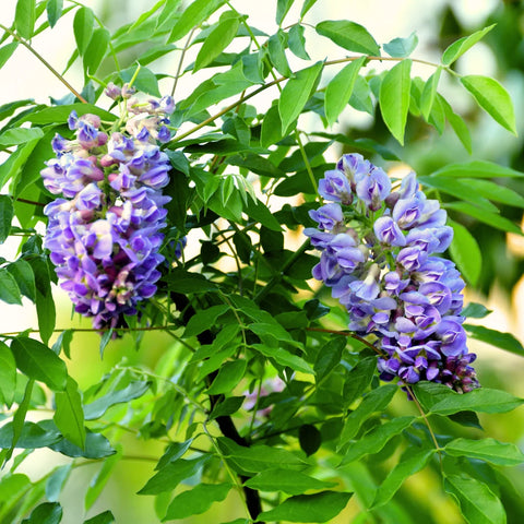 Amethyst Falls Wisteria Vine