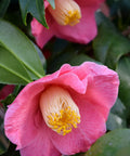 Anacostia Japanese Camellia