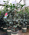 Anacostia Japanese Camellia