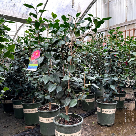 Anacostia Japanese Camellia