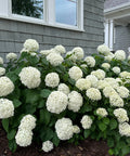 Annabelle Hydrangea