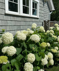 Annabelle Hydrangea