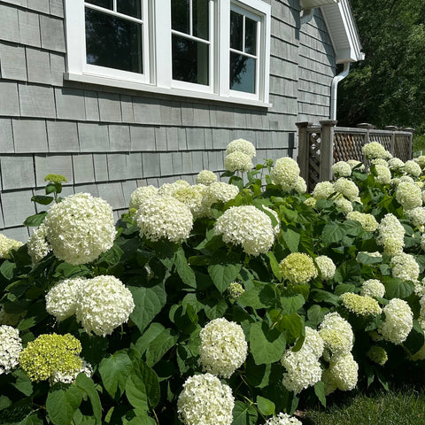 Annabelle Hydrangea