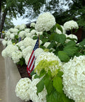 Annabelle Hydrangea