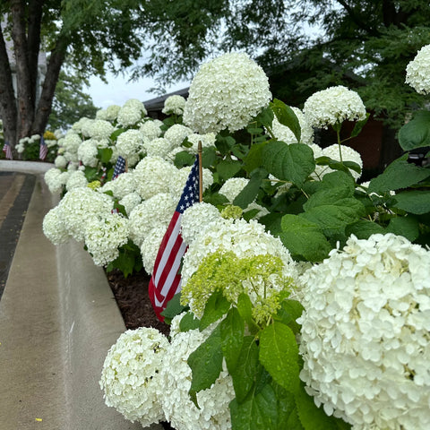 Annabelle Hydrangea