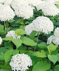 Annabelle Hydrangea