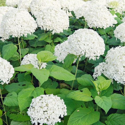 Annabelle Hydrangea