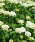 Annabelle Hydrangea