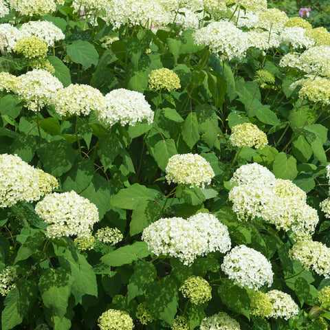 Annabelle Hydrangea