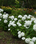 Annabelle Hydrangea