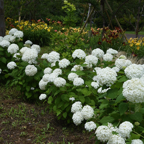 Annabelle Hydrangea