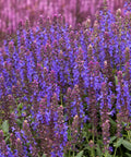 Apex™ Blue Meadow Sage