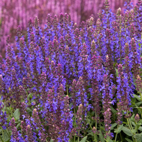Apex™ Blue Meadow Sage