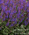 Apex™ Blue Meadow Sage