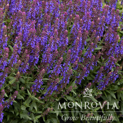 Apex™ Blue Meadow Sage