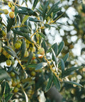 Arbequina Olive Tree