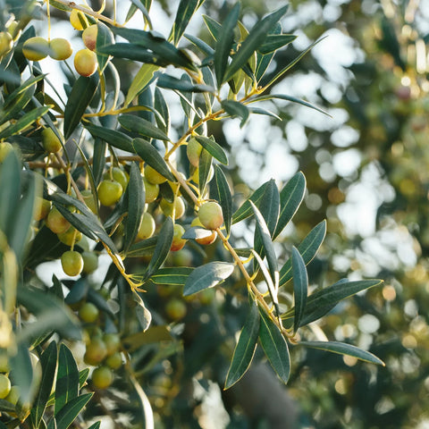 Arbequina Olive Tree