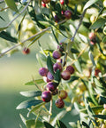 Arbequina Olive Tree