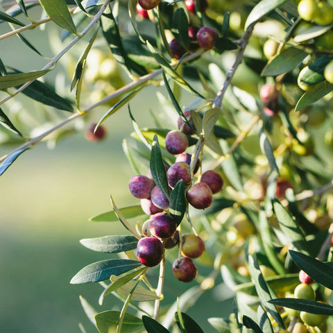 Arbequina Olive Tree