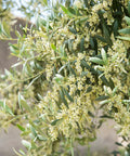 Arbequina Olive Tree