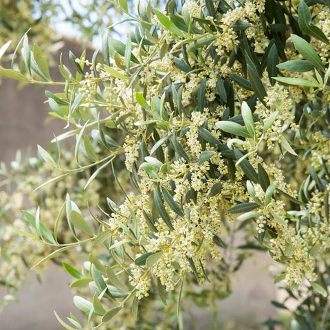 Arbequina Olive Tree