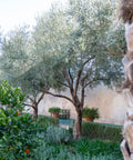 Arbequina Olive Tree