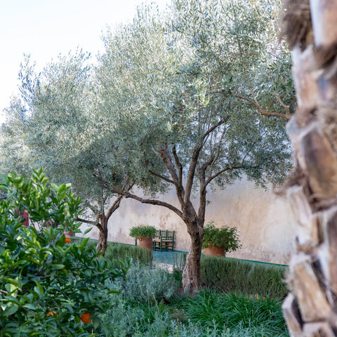 Arbequina Olive Tree